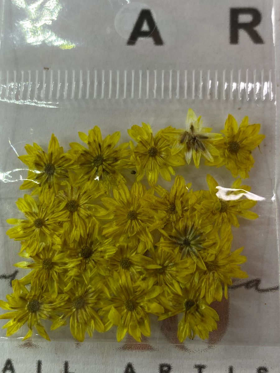 GIRASOLES 🌻 NATURALEZA SECA
