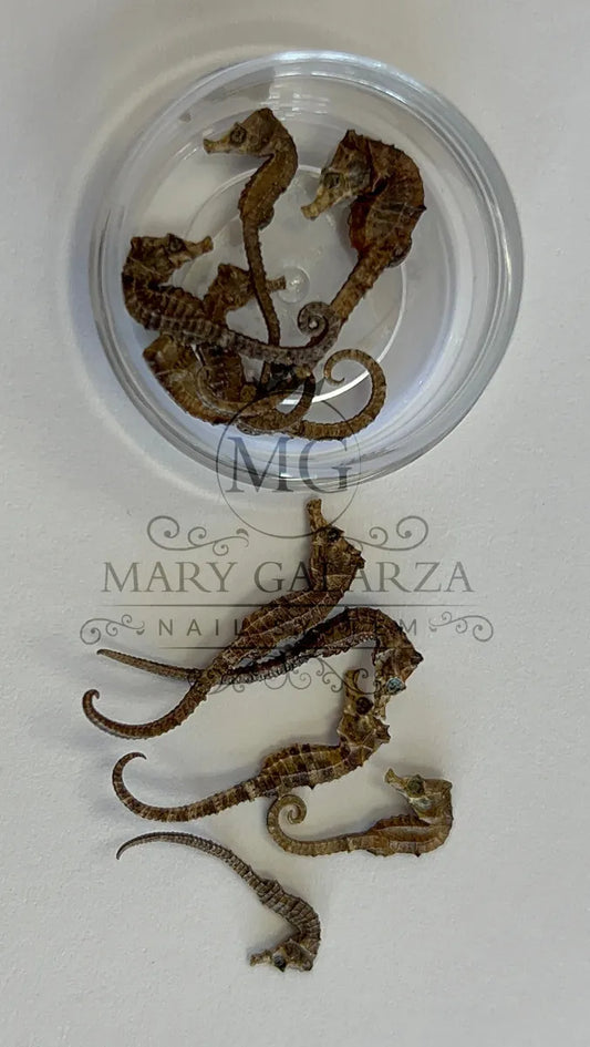 CABALLITOS DE MAR / SEA HORSES
